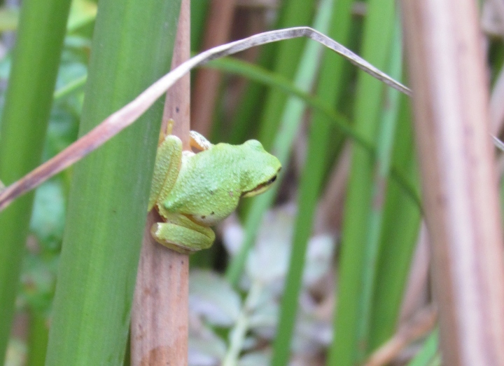 Sierra Treefrog